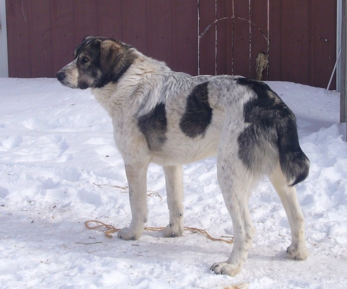 Working sales spanish mastiff